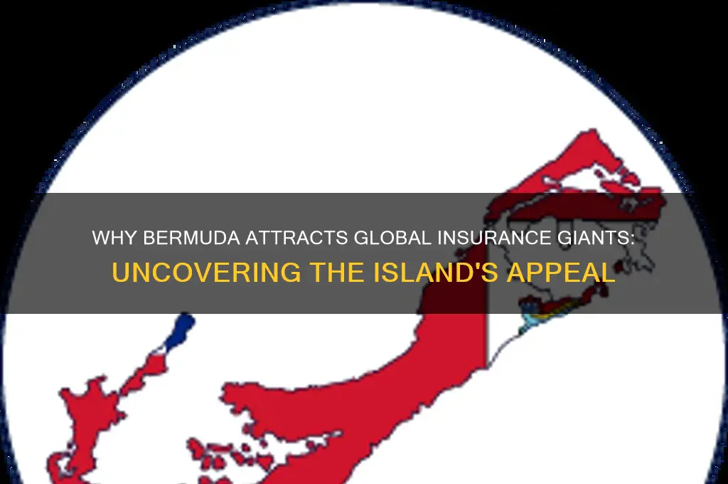 why are insurance companies based in bermuda