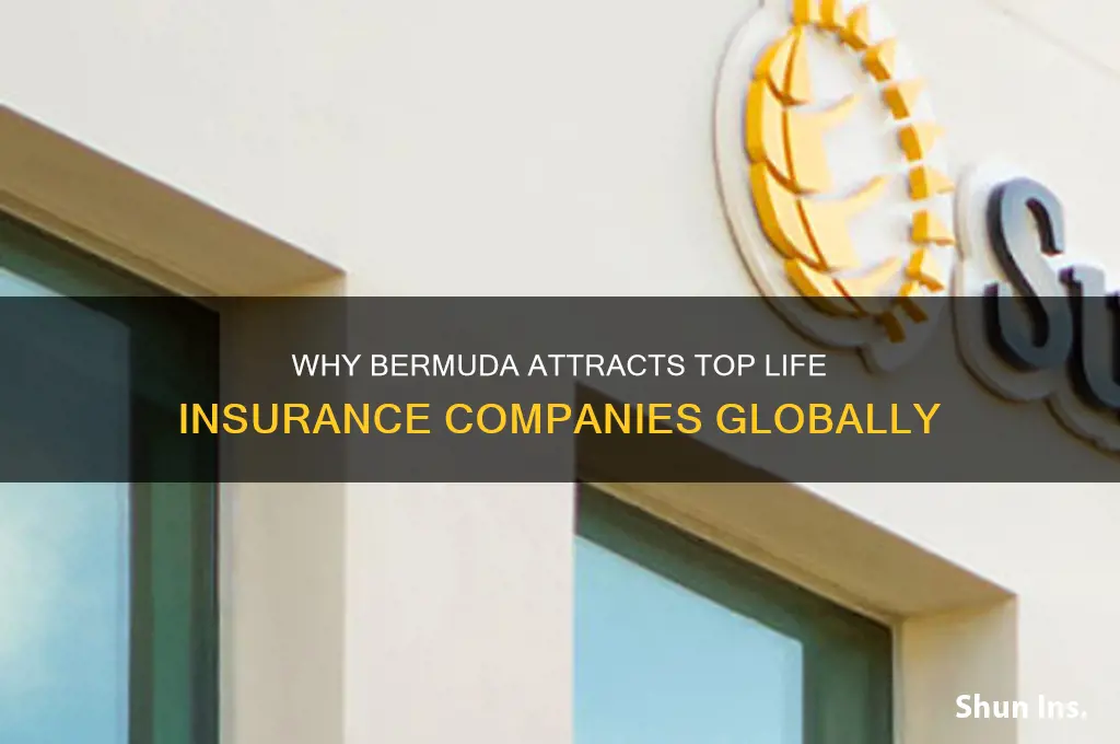 why are life insurance companies in bermuda