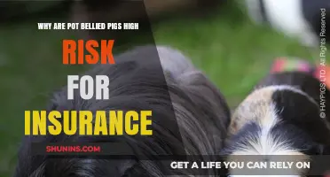 Pigs' Insurance Risk: The Pot-Bellied Pig Problem