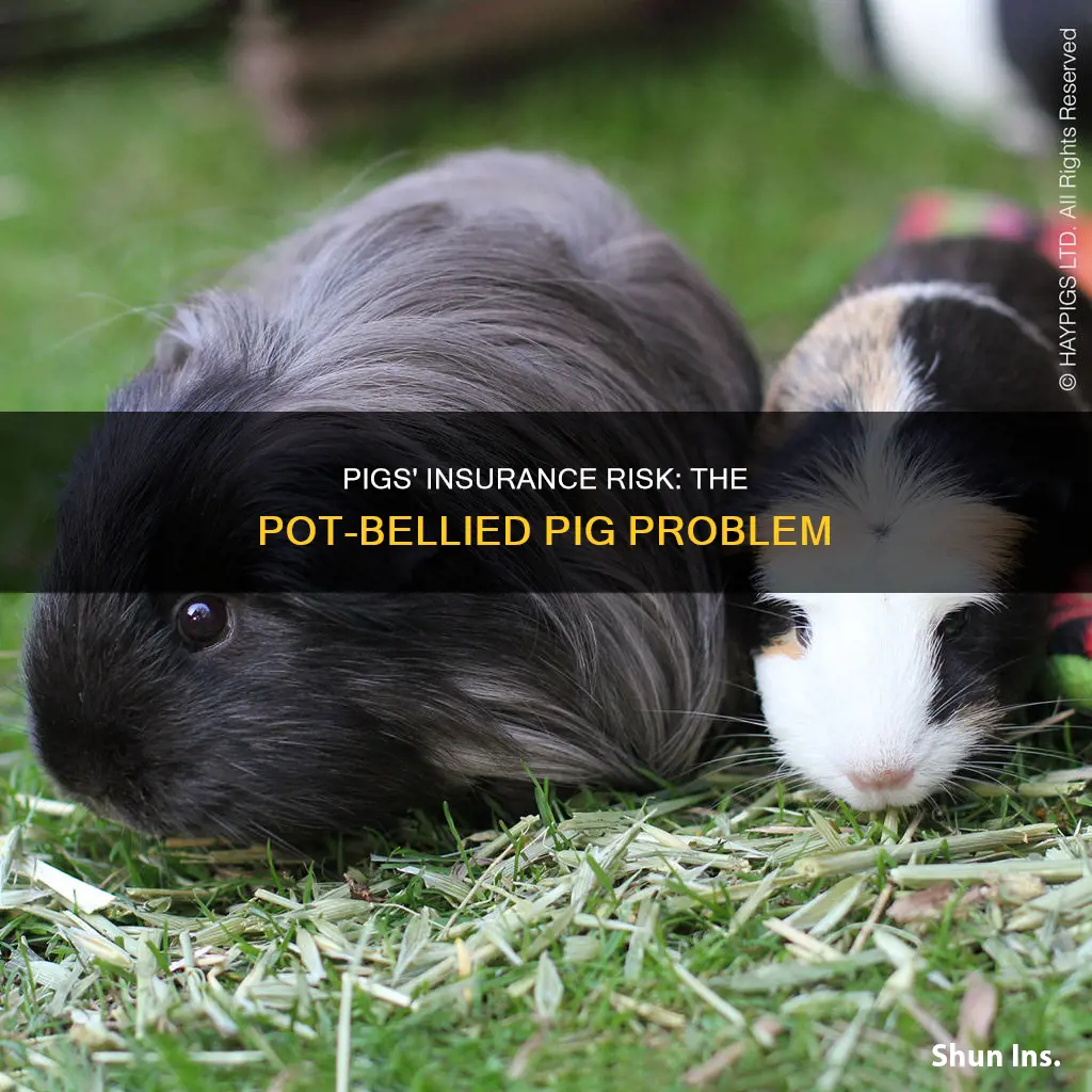 why are pot bellied pigs high risk for insurance