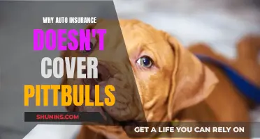 Auto Insurance Excludes Pittbulls: Understanding the Policy and Breed Risks