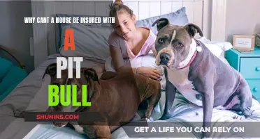 Home Insurance: Pit Bulls Bite Policies