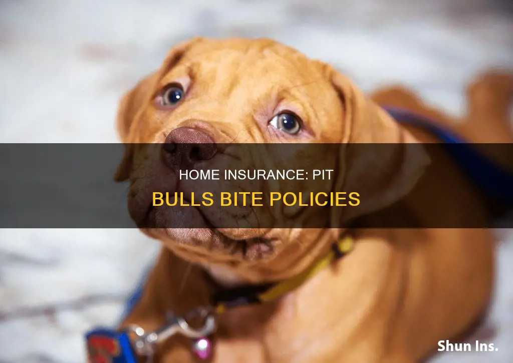 why cant a house be insured with a pit bull