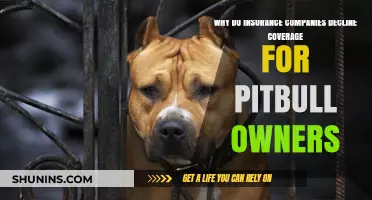 Pitbull Ownership and Insurance: Understanding Coverage Declines and Risks