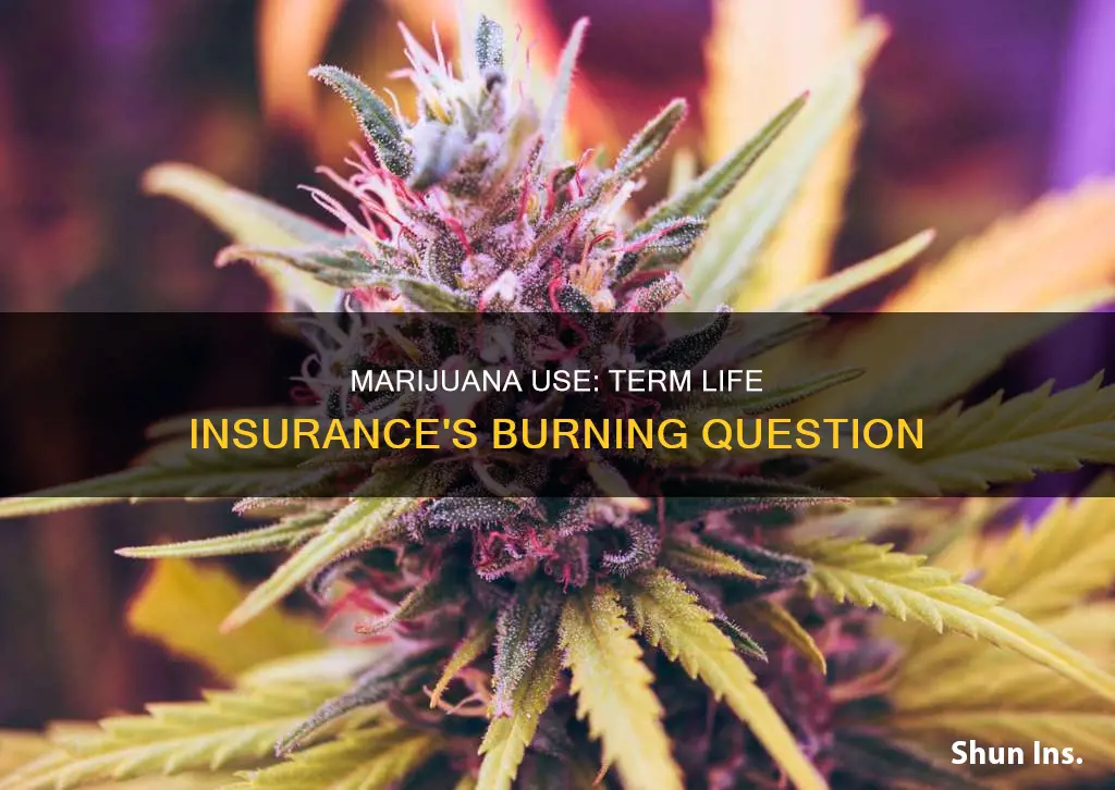 why do term life insurance ask when you used marijuana