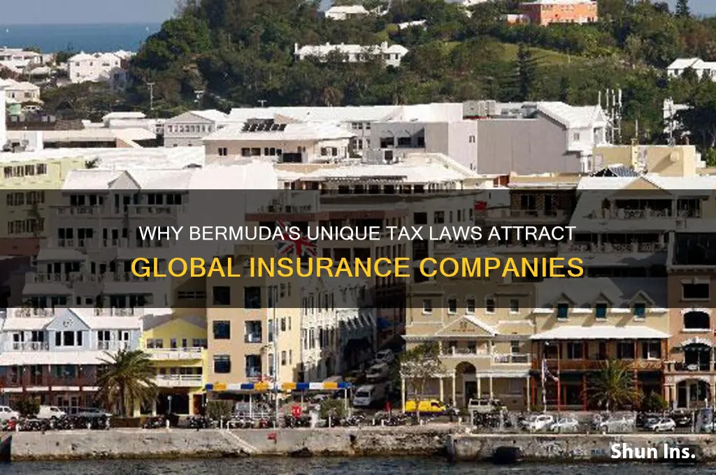 why does bermuda have so many insurance companies