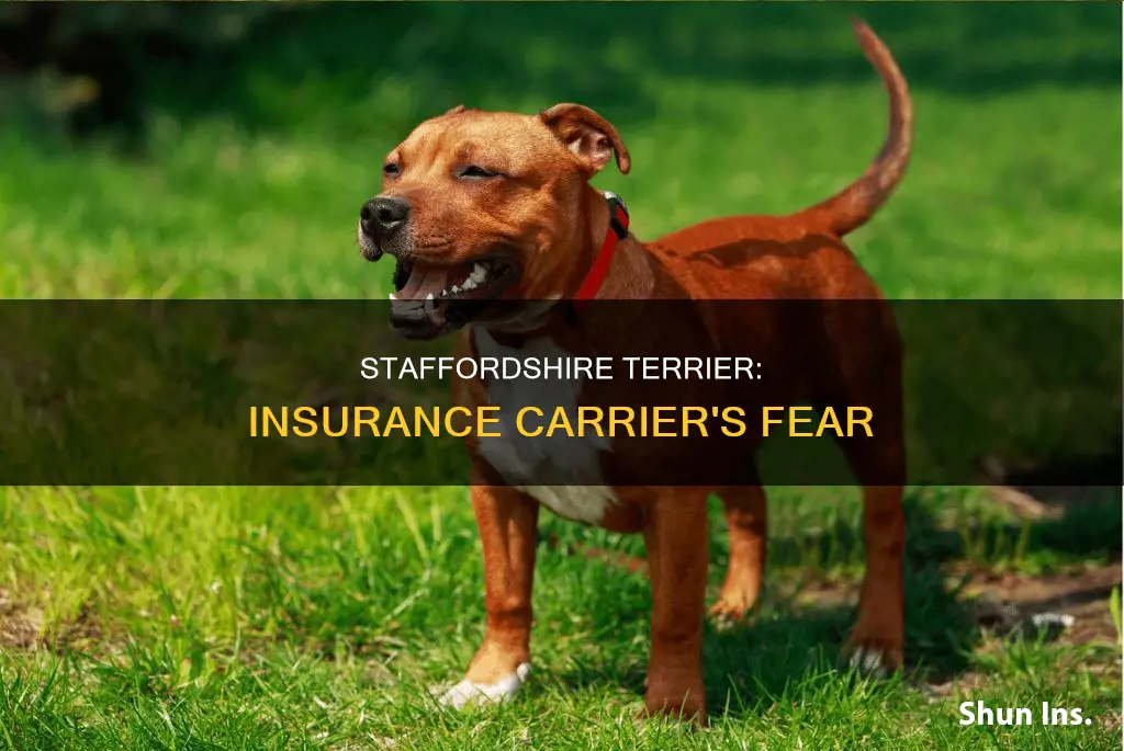 why does my insurance carrier prohibit staffordshire terrier