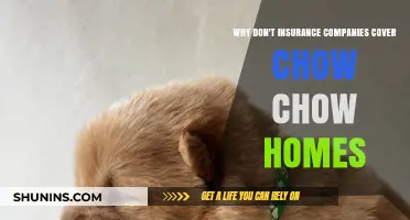 Chow Chow Homes: Why Insurance Companies Often Exclude Coverage