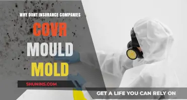 Why Insurance Companies Often Exclude Mold Coverage: Key Reasons Explained
