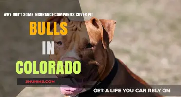 Pit Bulls and Insurance: Understanding Coverage Exclusions in Colorado