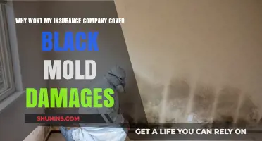 Why Insurance Companies Often Deny Black Mold Damage Claims