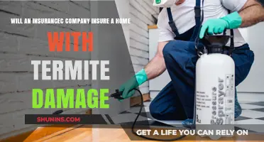 Can You Insure a Home with Termite Damage? Key Insights