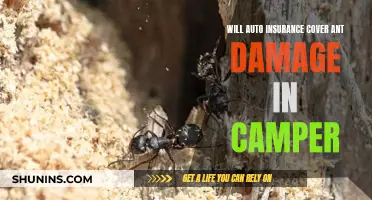 Auto Insurance and Ant Damage: What's Covered in Your Camper?