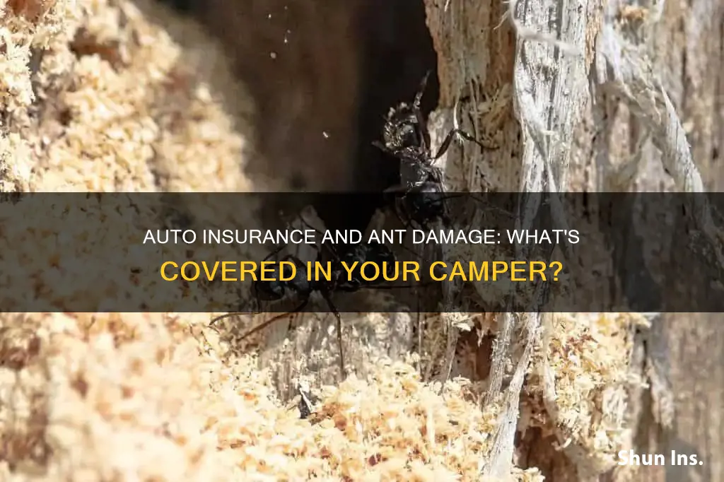 will auto insurance cover ant damage in camper