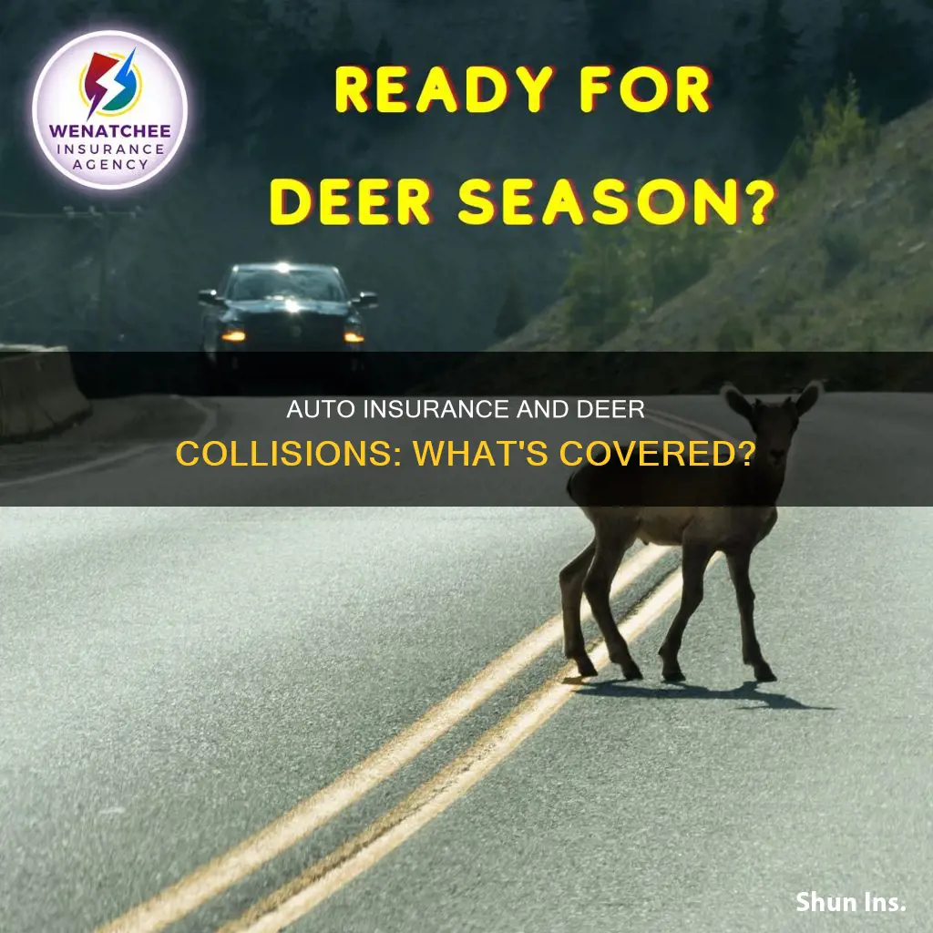 will auto insurance cover hitting a deer