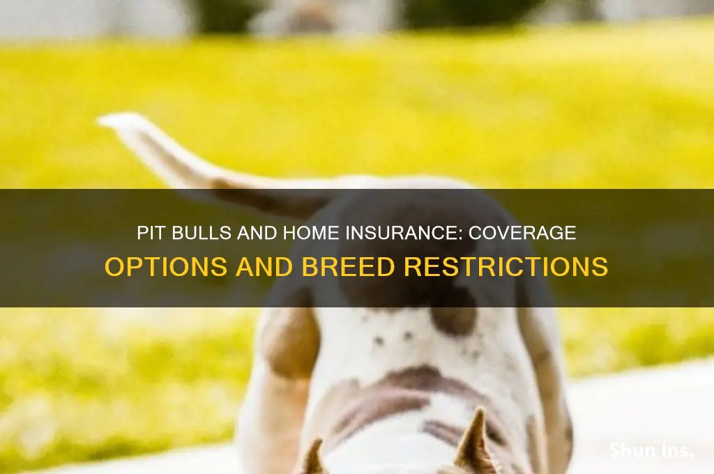 will home insurance companies insure pit bulls
