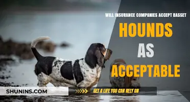 Basset Hounds and Insurance: Are They Considered Acceptable Breeds?