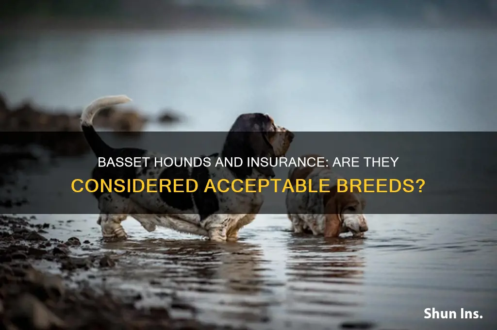 will insurance companies accept basset hounds as acceptable