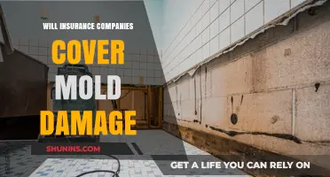 Does Homeowners Insurance Cover Mold Damage? What You Need to Know