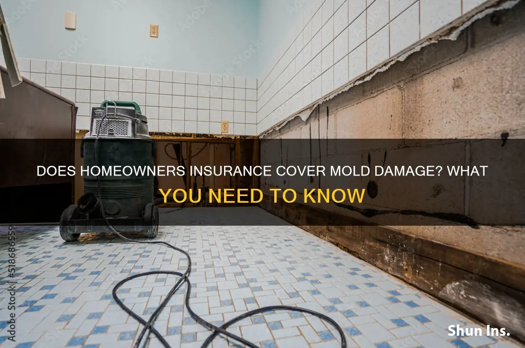 will insurance companies cover mold damage