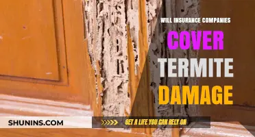 Does Homeowners Insurance Cover Termite Damage? What You Need to Know