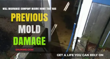 Can Homes with Past Mold Damage Get Insured? Key Insights