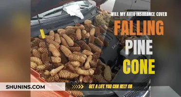 Pine Cones and Auto Insurance: What's Covered?