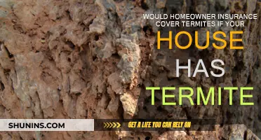 Termite Damage: Is Homeowner Insurance a Solution?