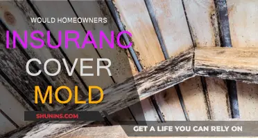 Mold Damage: Is Homeowners Insurance Enough?